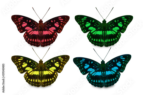 Four color of Blackvein Sergeant butterfly