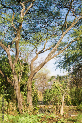 Kenya wilderness