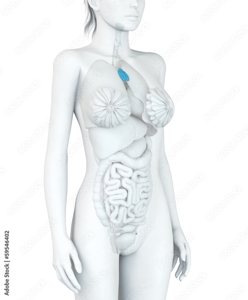 Naklejka premium Thymusdrüse einer Frau, Illustration