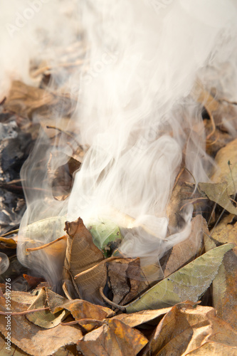 smoke from burning leaves © schankz