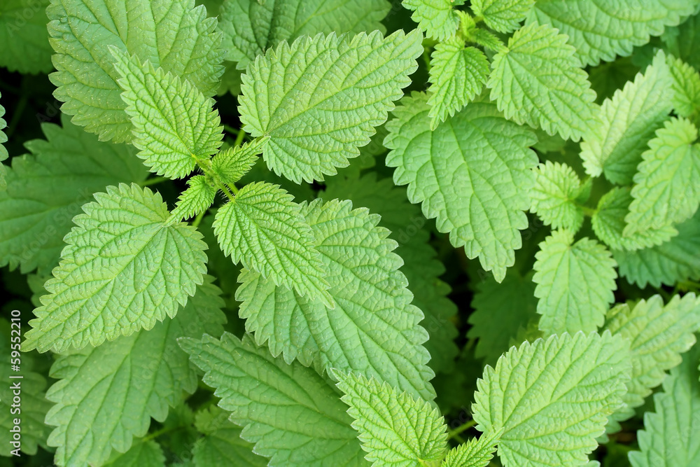 stinging nettle stinging nettle