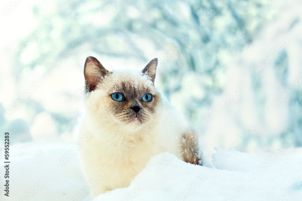 Fototapeta premium White cat sitting in the snow