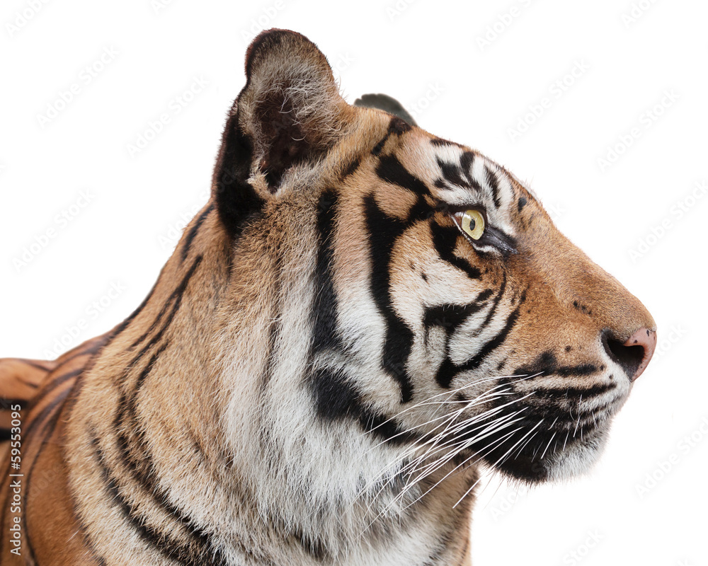 Obraz premium Beautiful tiger