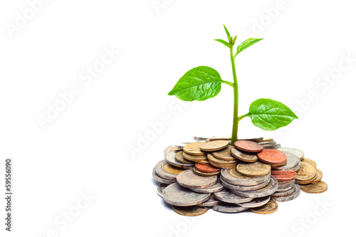 tree growing on coins / csr/ sustainable