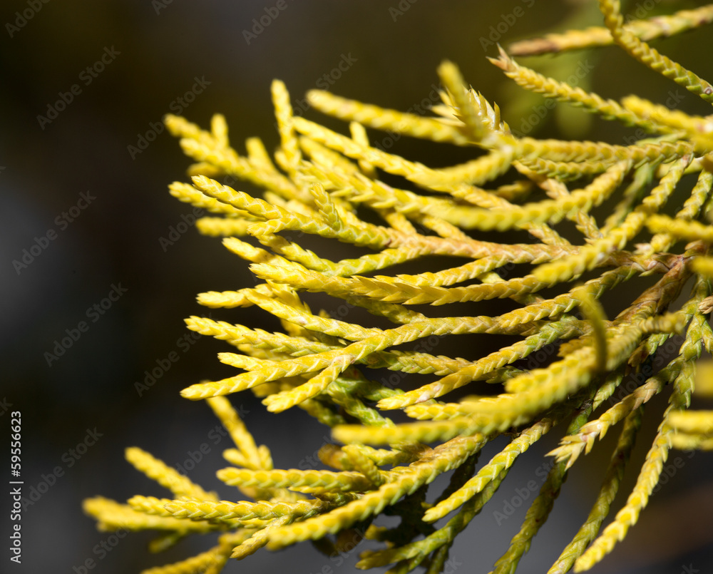 coniferous tree branch in nature. macro coniferous tree branch in nature. macro