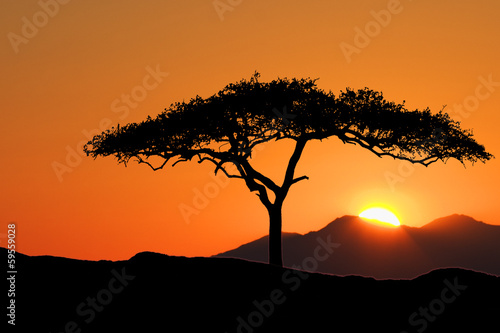 Tree at sunrise © David Davis