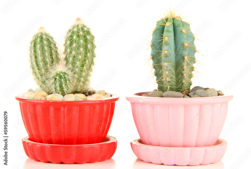 Cactuses in flowerpots, isolated on white Cactuses in flowerpots, isolated on white