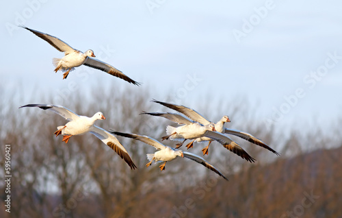 Snow Geese Fly In For Landing
