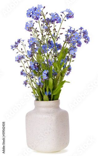 Spring blue mini flowers