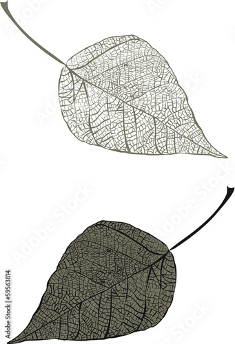 Dry leaves
