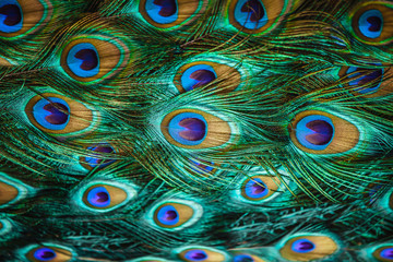 Fototapete Pfau Bunte Pfauenfedern in Nahaufnahme  © pirotehnik