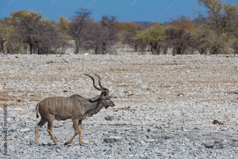 Obraz premium Kudu antelope group