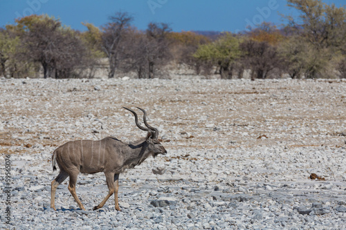 Kudu antelope group