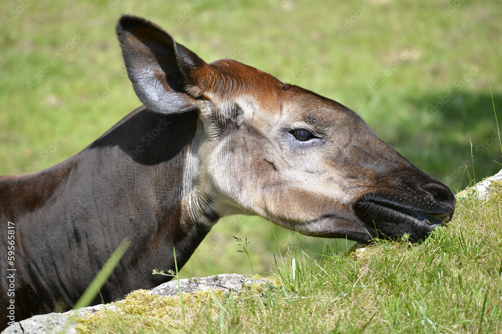 Portrait of okapi (Okapia johnstoni) eating grass Portrait of okapi (Okapia johnstoni) eating grass