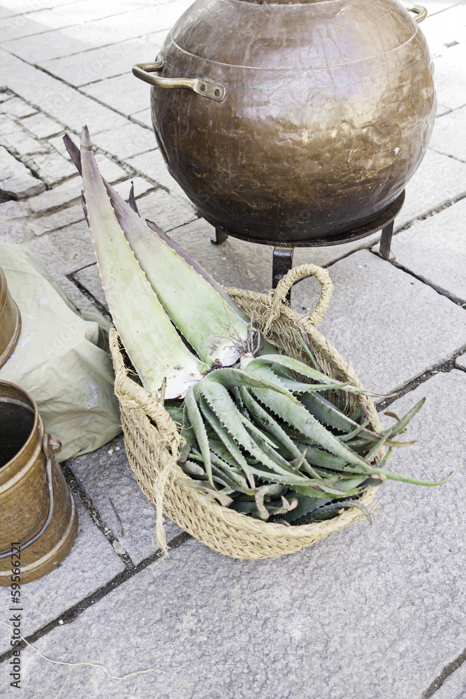 Fototapeta premium Aloe vera plant