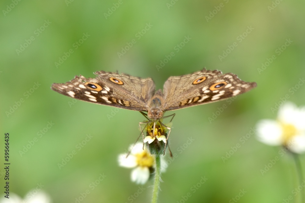 Obraz premium Butterfly from the front