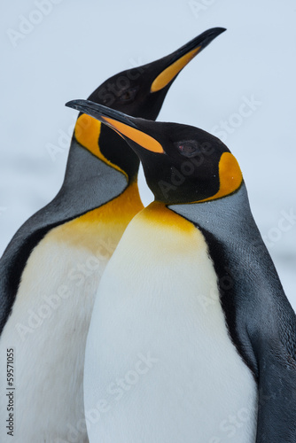 King Penguin Couple in love