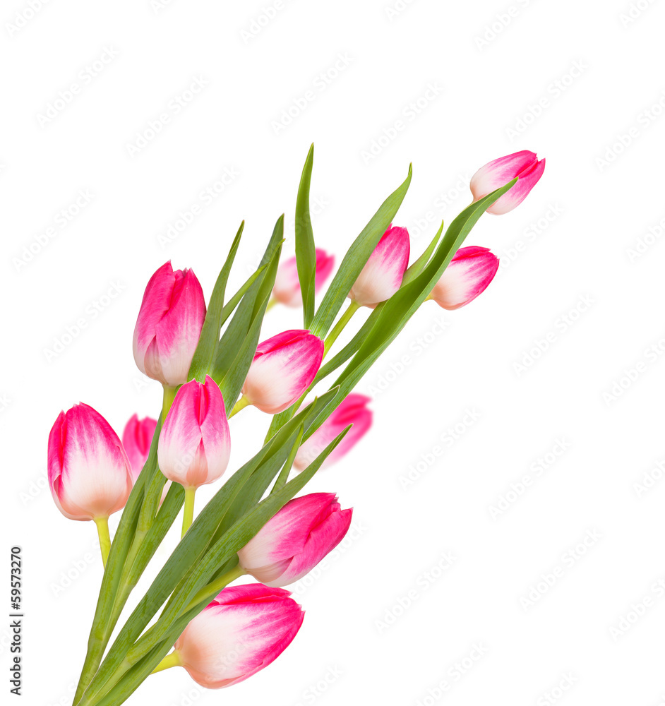 Pink spring tulip flowers isolated on white background Pink spring tulip flowers isolated on white background