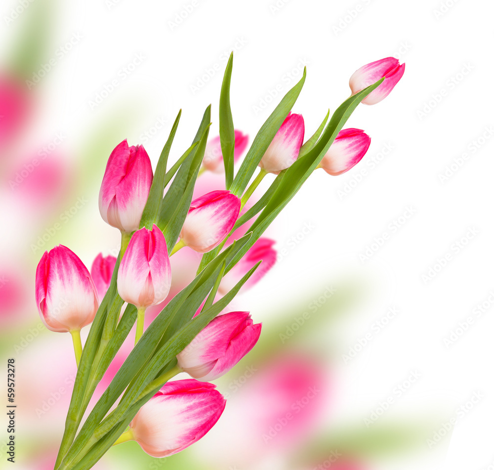 Pink spring tulip flowers isolated on white background Pink spring tulip flowers isolated on white background