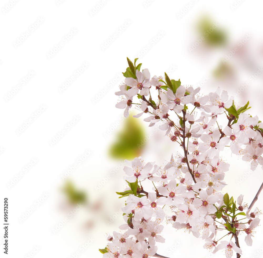 Spring concept. Pink blossom or background. 