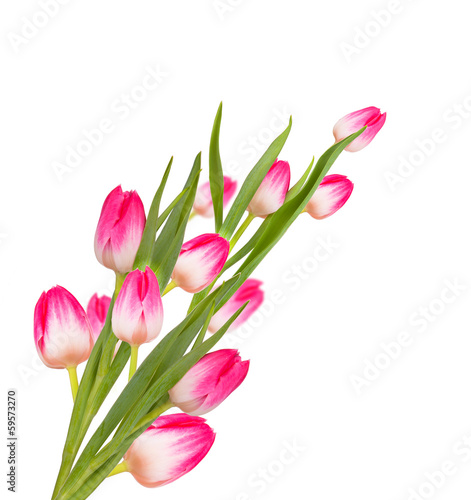 Fototapeta Naklejka Na Ścianę i Meble -  Pink spring tulip flowers isolated on white background 