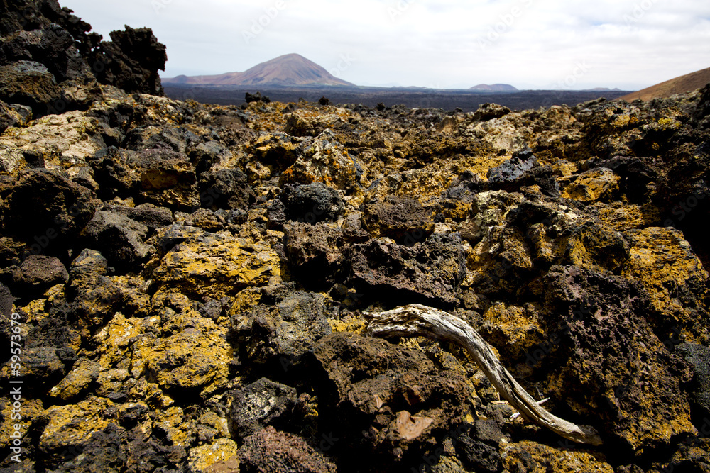 wood plant bush timanfaya in los volcanes wood plant bush timanfaya in los volcanes