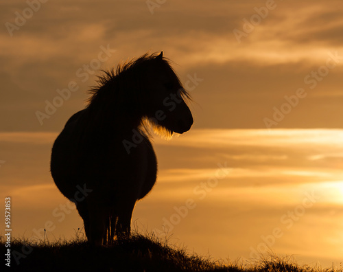Wild Welsh Pony's
