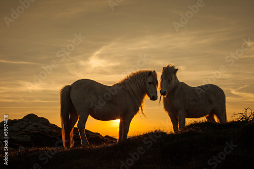 Wild Welsh Pony's