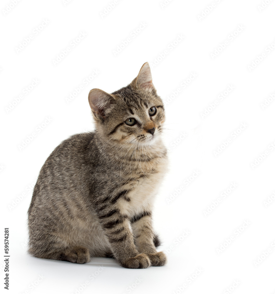 Obraz premium Cute tabby kitten