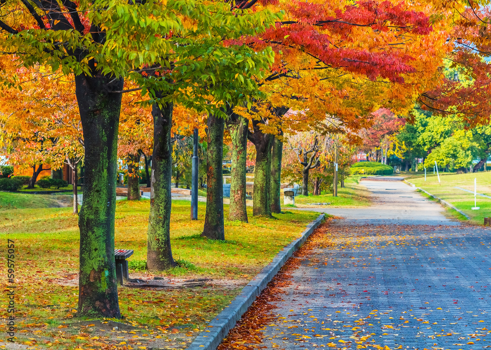 Naklejka premium Autumn Laves at Hiroshima Central Park