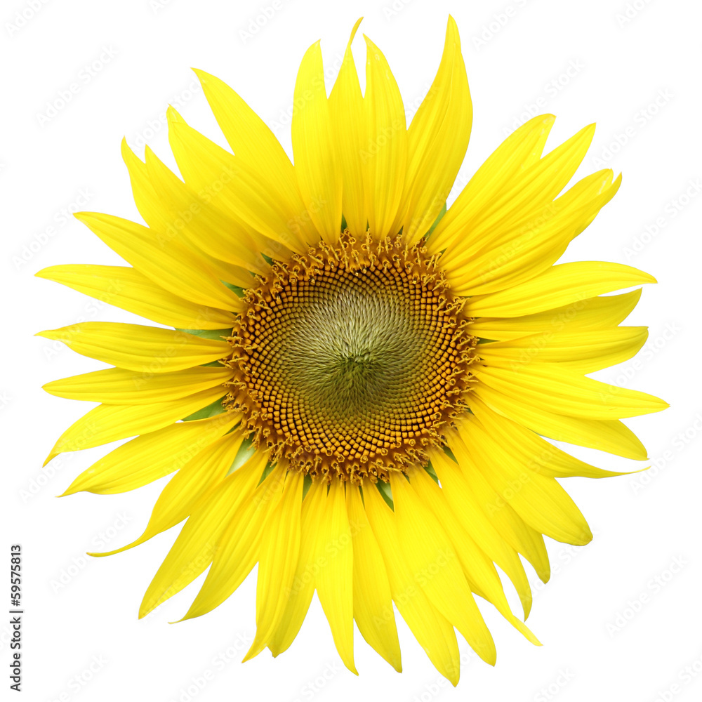 Fototapeta premium słonecznik na białym tle na białym tle ze ścieżką przycinającą