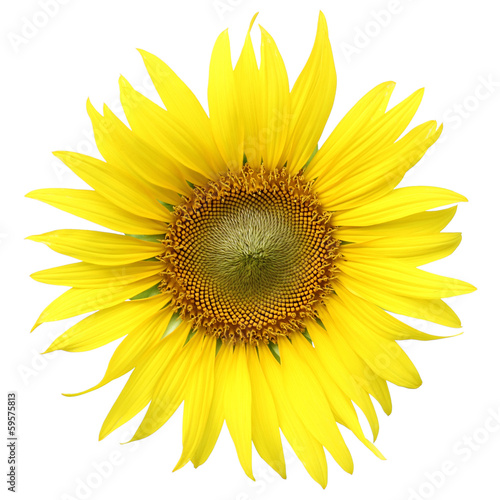 sunflower isolated on white background with clipping path