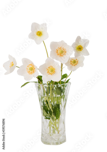 white flower anemone Dubravnaya isolated