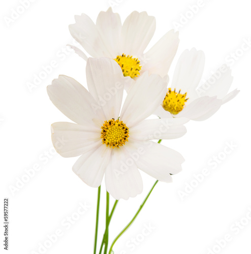 Fototapeta Naklejka Na Ścianę i Meble -  white cosmos flower isolated