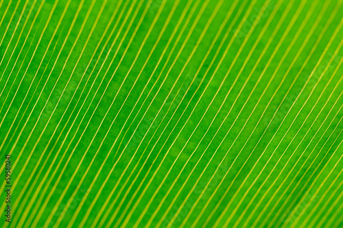 Yellow Lines on green Leaf  Extreme Close Up