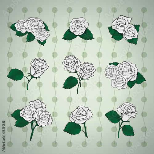 Different White Roses Set - Vector Illustration