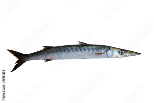 Barracuda fish Sphyraena isolated on white