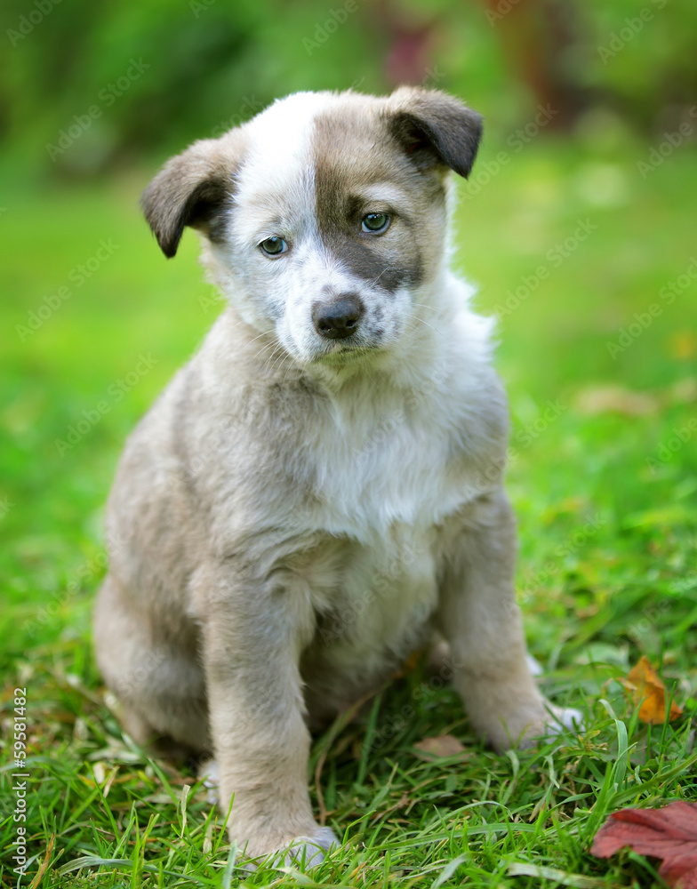 Small grey puppy on the green grass Small grey puppy on the green grass