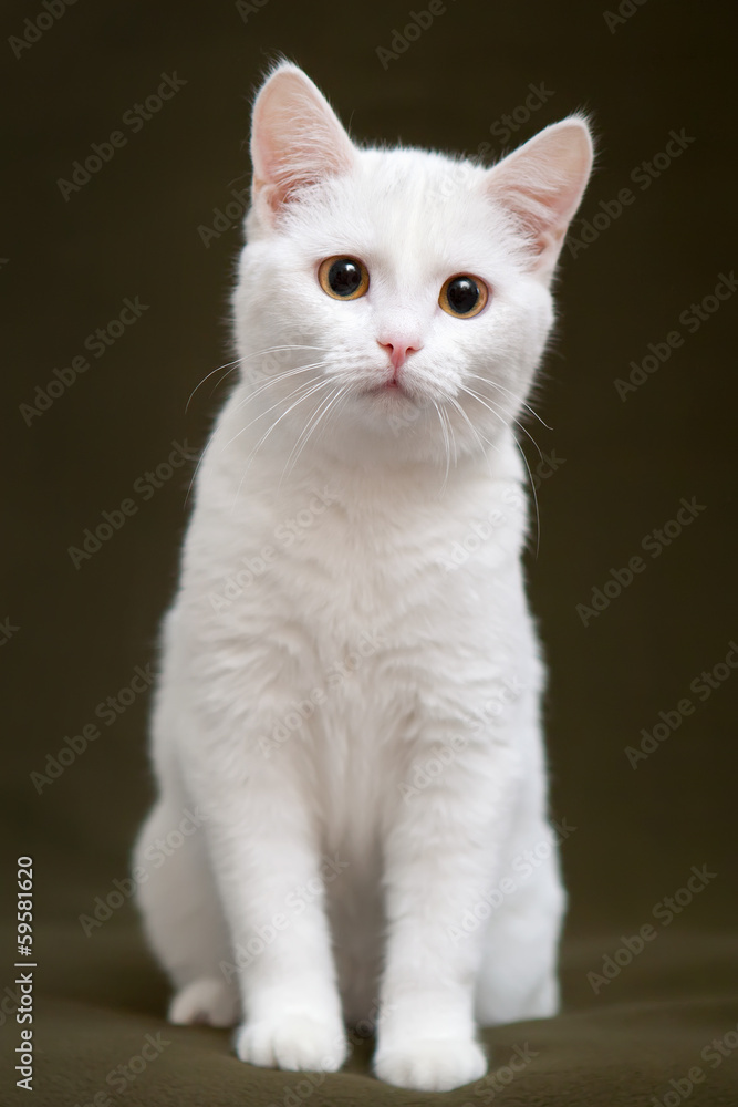 Naklejka premium Beautiful white cat with yellow eyes sitting on blanket