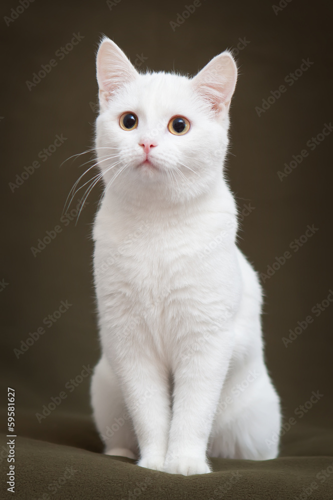 Beautiful white cat with yellow eyes sitting on blanket