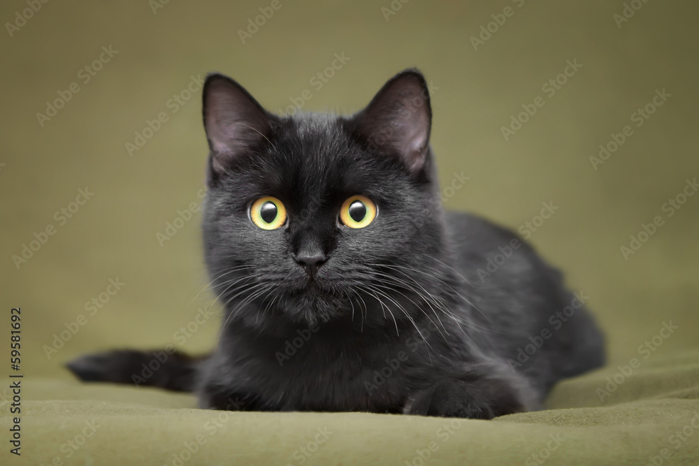Fototapeta premium Beautiful black cat with yellow eyes lying on blanket