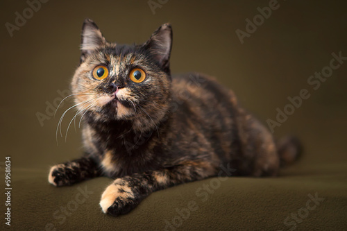 Beautiful tortoiseshell cat with yellow eyes lying on blanket