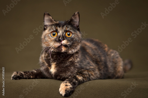 Photos Beautiful tortoiseshell cat with yellow eyes lying on blanket