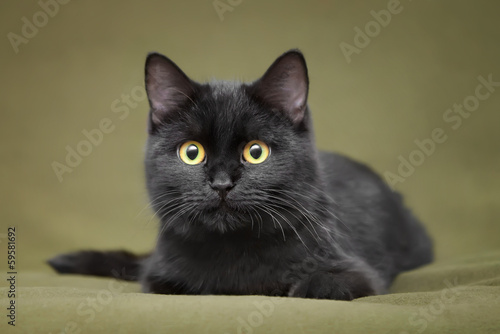 Beautiful black cat with yellow eyes lying on blanket