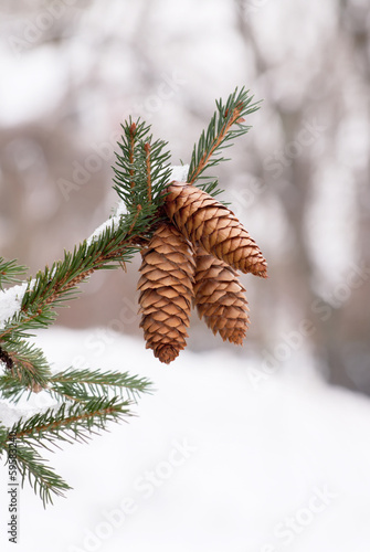 spruce cones on frozen tree branch