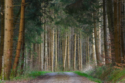 Waldweg im Schönbuch