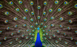 Portrait of beautiful peacock