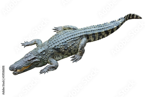 crocodile on white background.