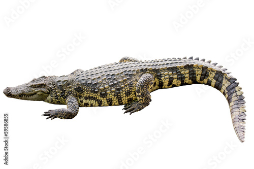 Crocodile yellow stripes on white background.