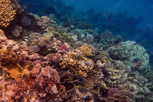 Fototapeta Naklejka Na Ścianę i Meble -  korallen im roten meer